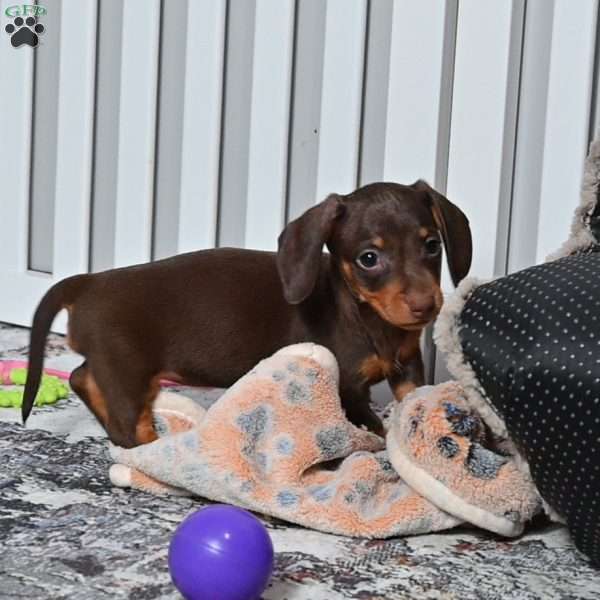 Sugar Girl, Dachshund Puppy